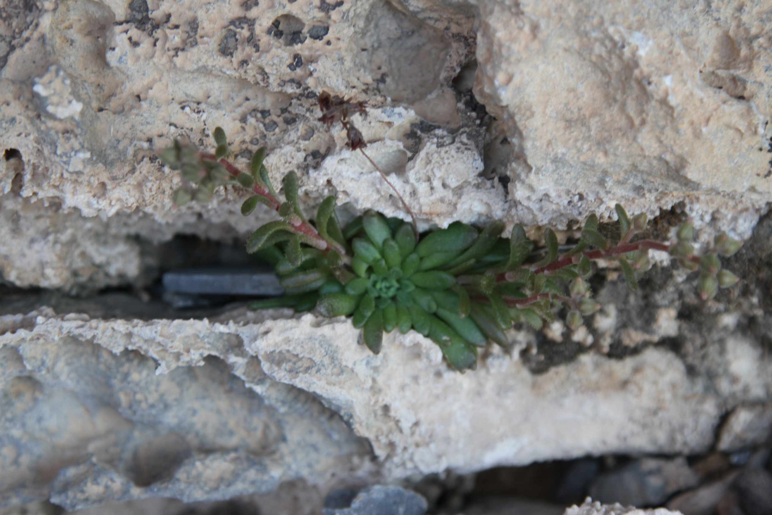 Plant Image